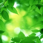 Groener Leven in 7 Stappen
