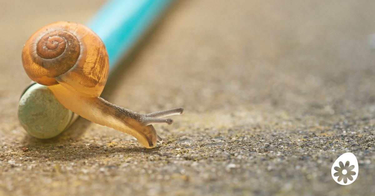 Waarom langzaam vaak het snelst gaat | soChicken