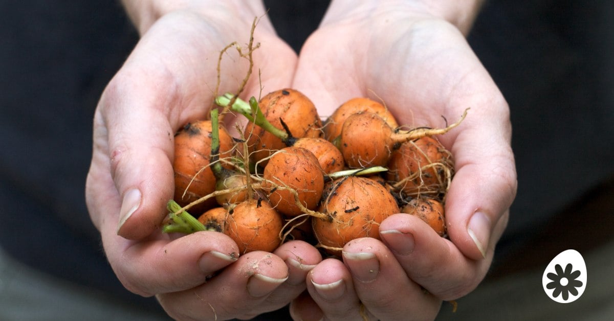 Permacultuur Begin jouw permacultuur tuin 5 Tips