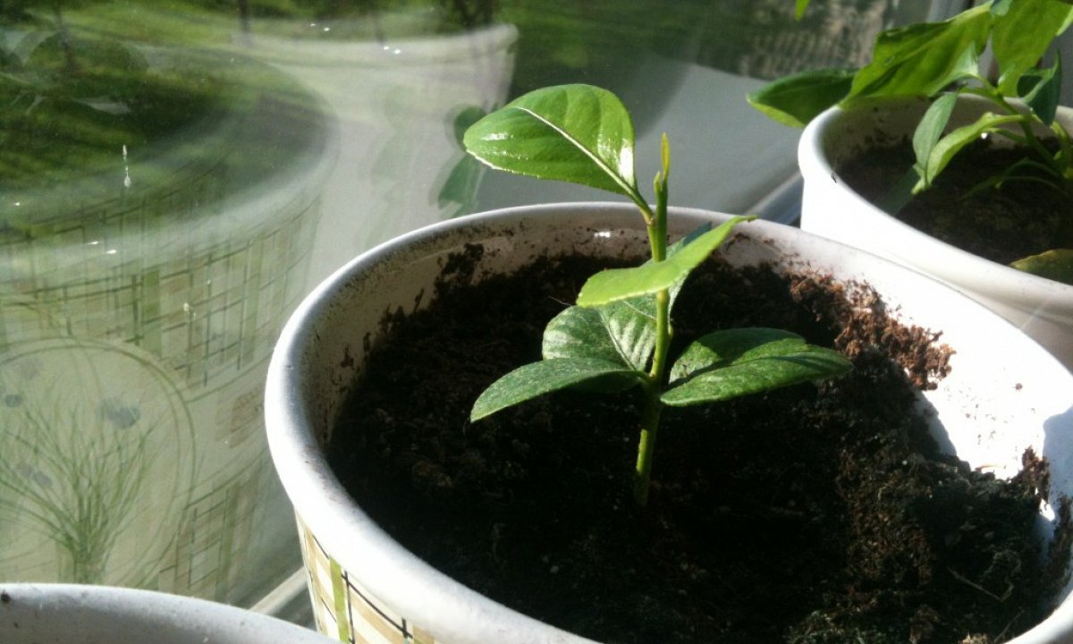 Voedsel Verbouwen In Kleine Ruimtes 5 Tips Sochicken