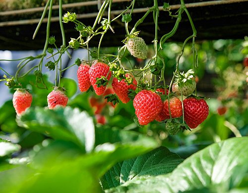 Moeilijk om ongezond eten te laten staan? deze tips helpen mij