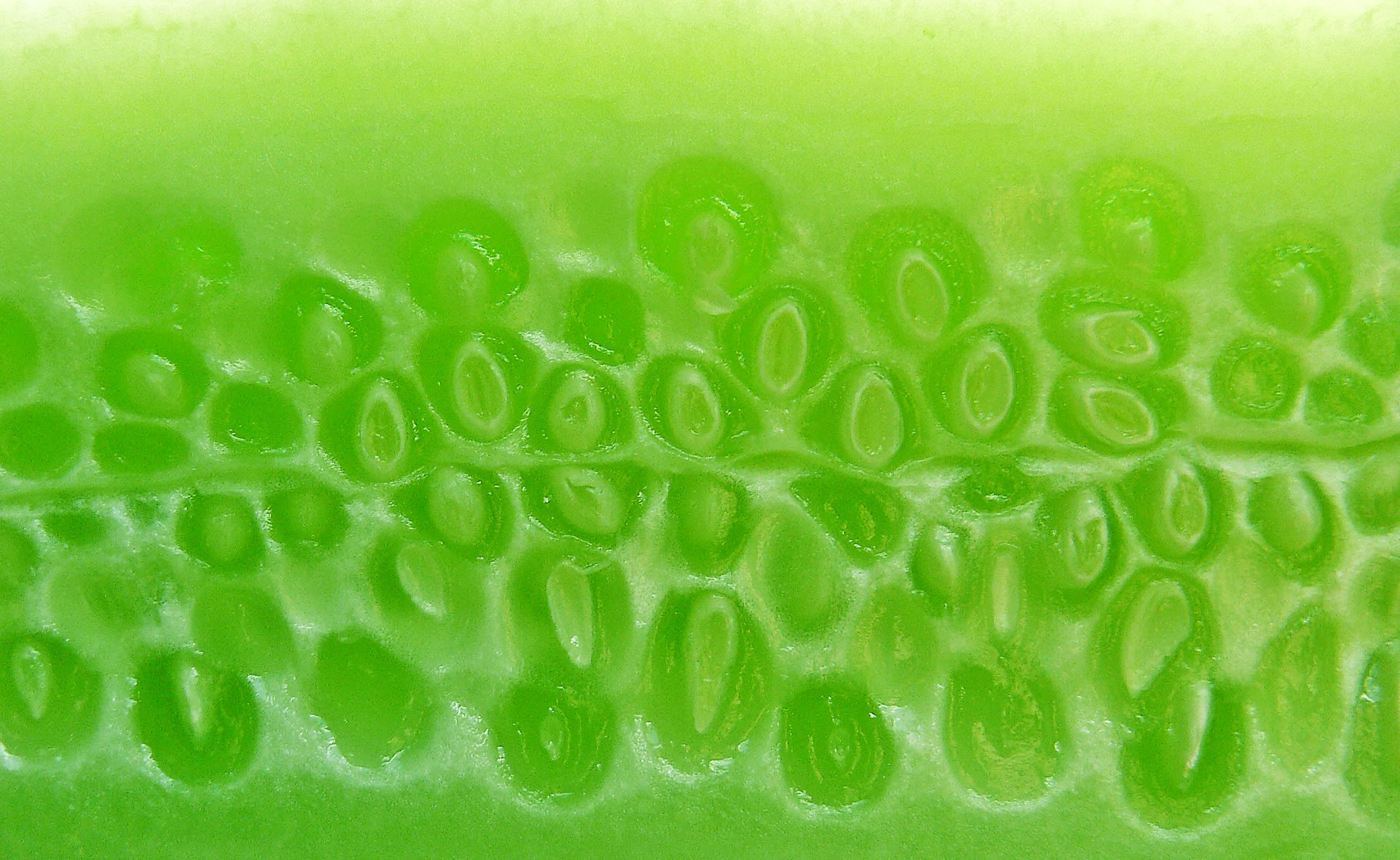 Werkt het lichaam ecologie dieet