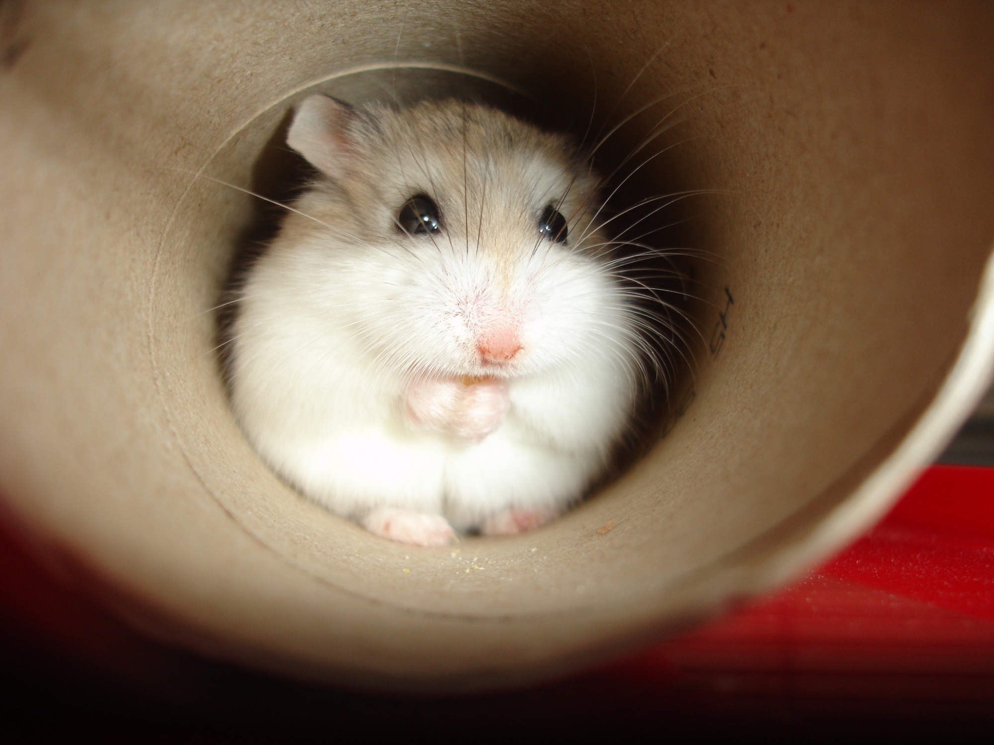 Alles over hamster op soChicken
